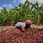 President John Dramani Mahama Pledges to Pay Cocoa Farmers 70% of Global Market Price