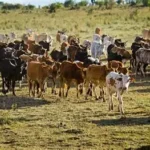 Mason Sentenced to 48 Months for Stealing 17 Cattle